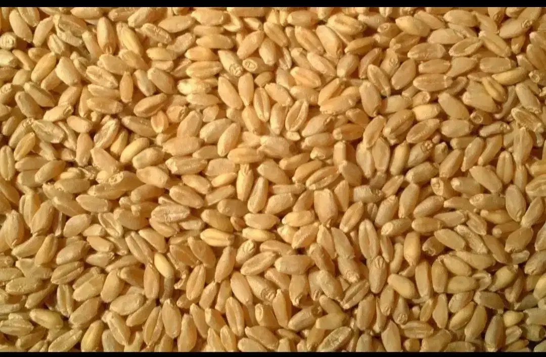 گندم دیم تازه|گل و گیاه طبیعی|سراب, |دیوار