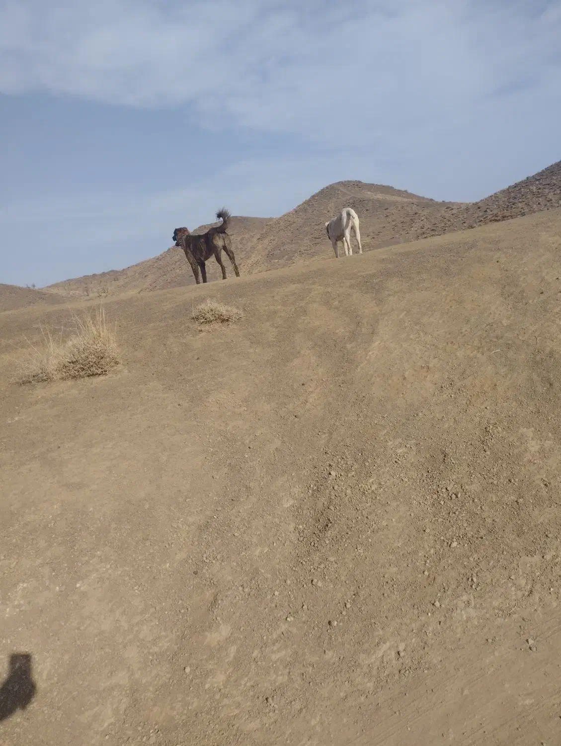 توله سگ|سگ|سبزوار, ایزی شهر|دیوار