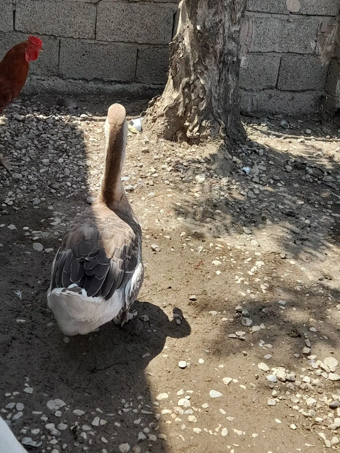 غاز|حیوانات مزرعه|گنبد کاووس, |دیوار