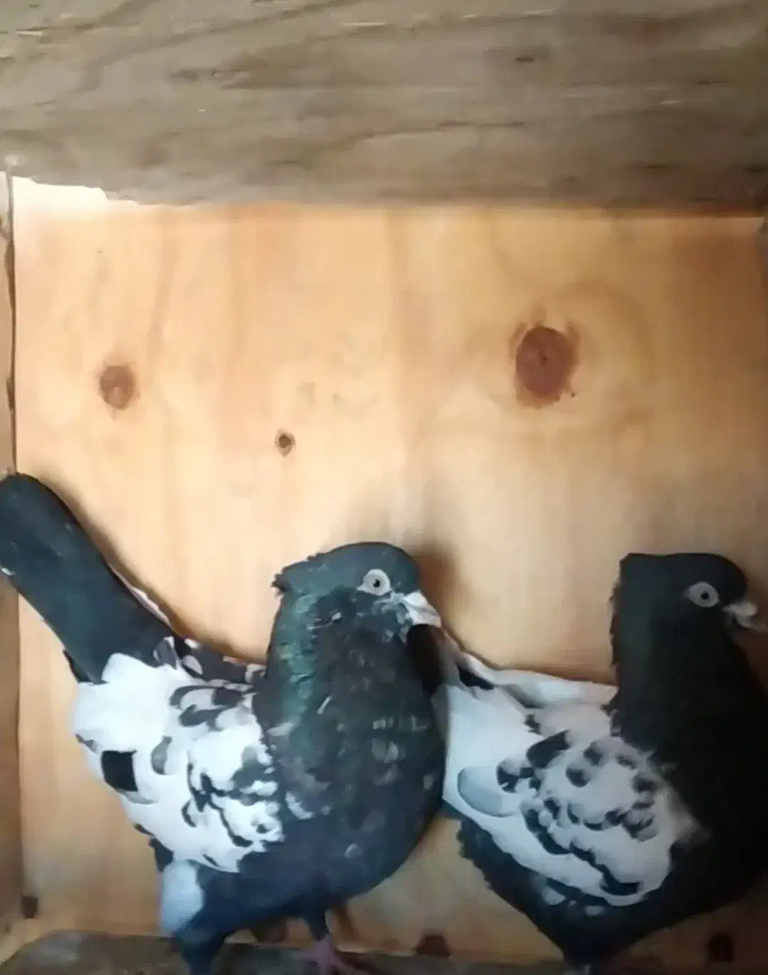 سینه|پرنده|گلبهار, نوبهار|دیوار