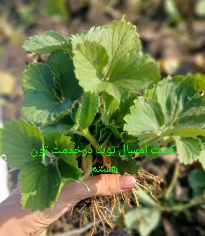 نهال توت فرنگی سابیرینا|گل و گیاه طبیعی|مینودشت, |دیوار