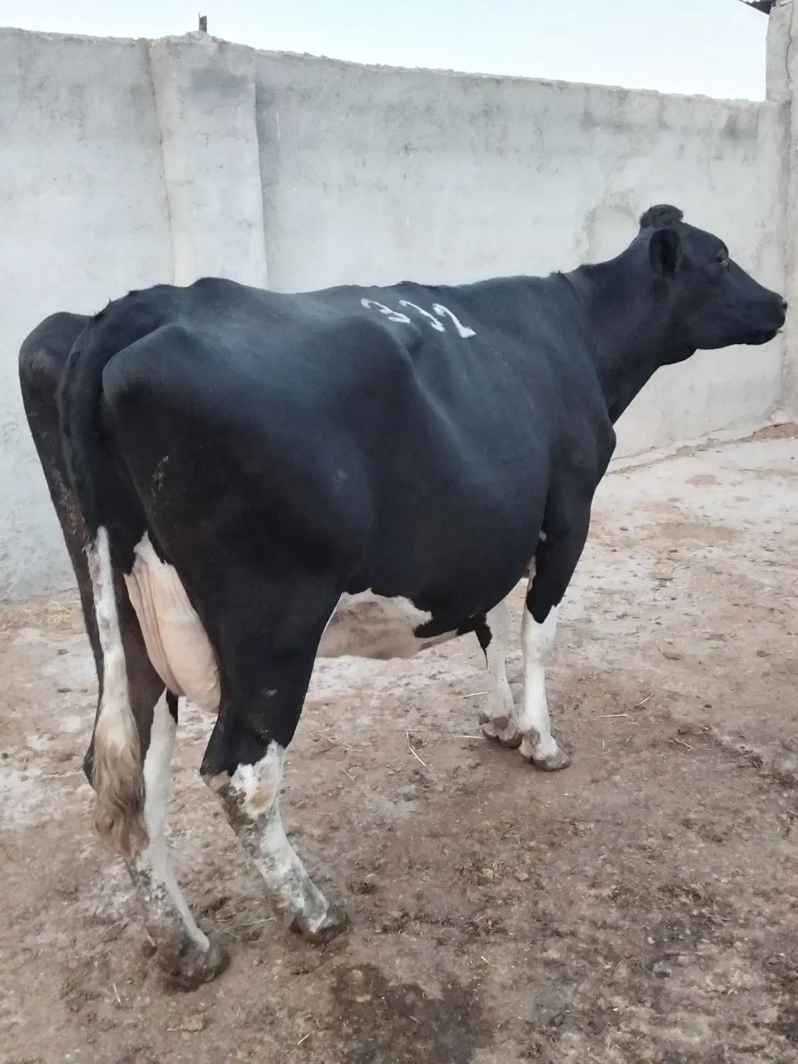 فروش دو عدد گاو|حیوانات مزرعه|اقبالیه, |دیوار