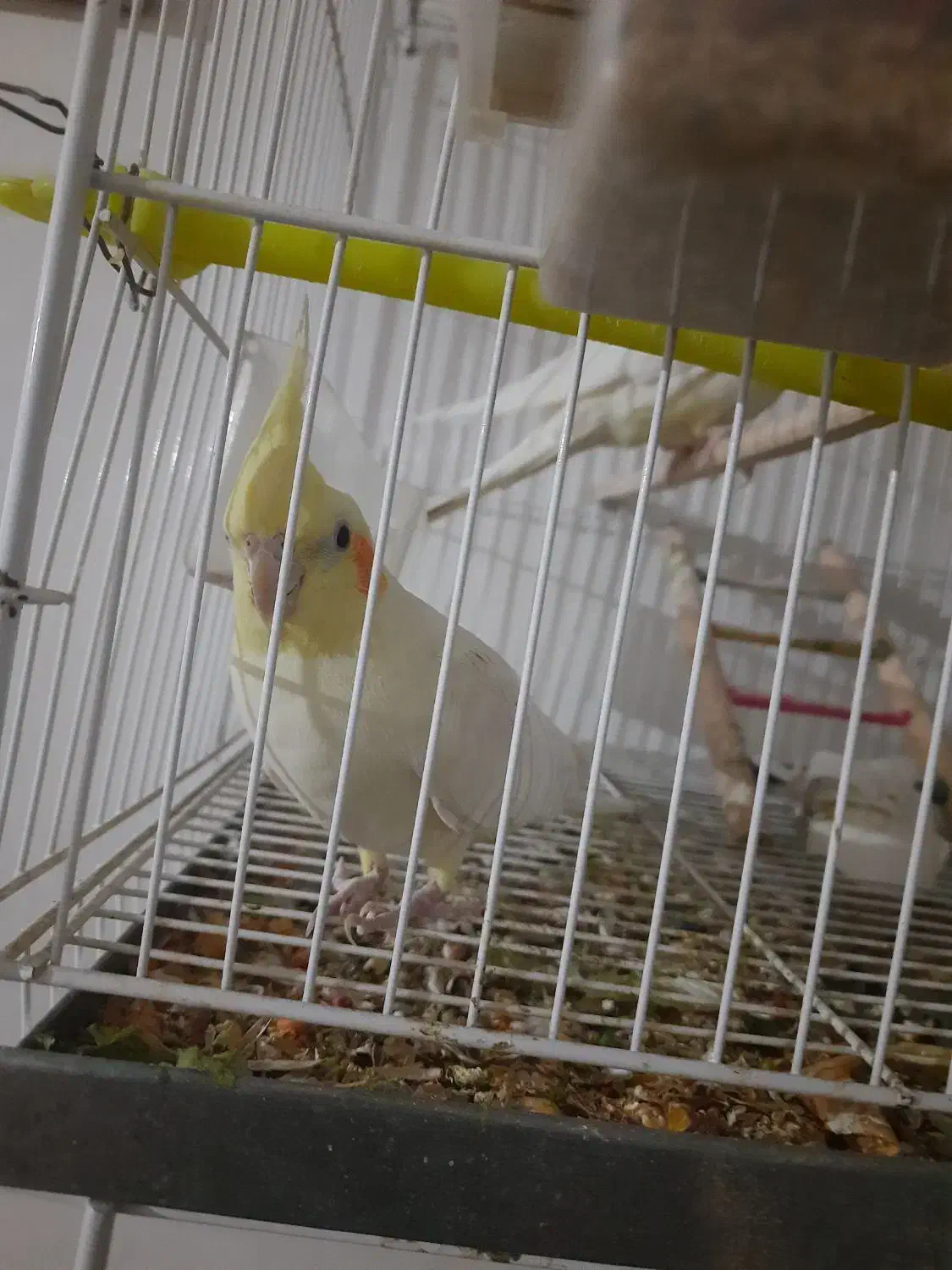 با سلام ی جفت عروس|پرنده|مشهد, شهرک مهرگان|دیوار