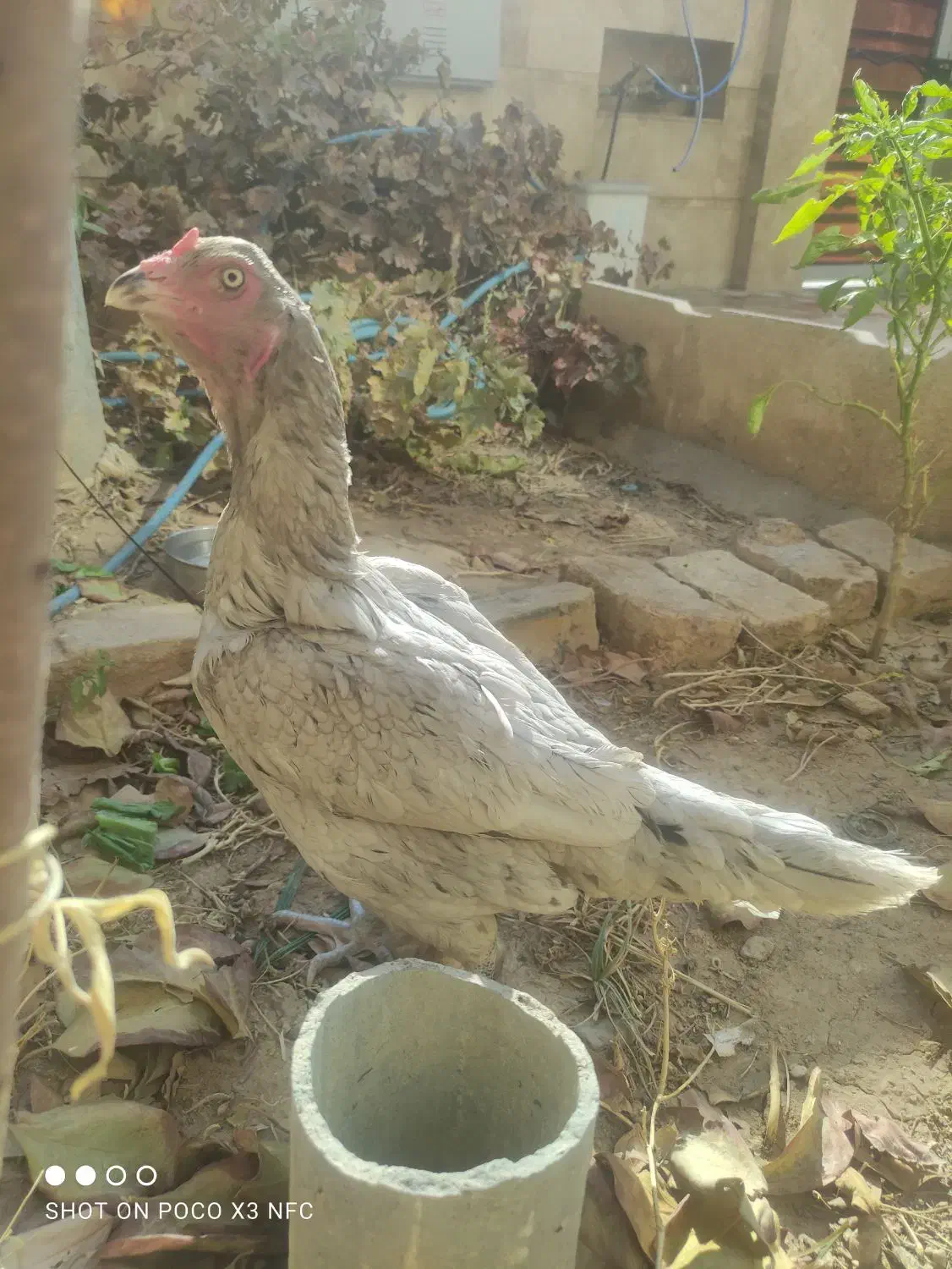 مرغ لاری|حیوانات مزرعه|شیراز, شهرک مهدیه|دیوار