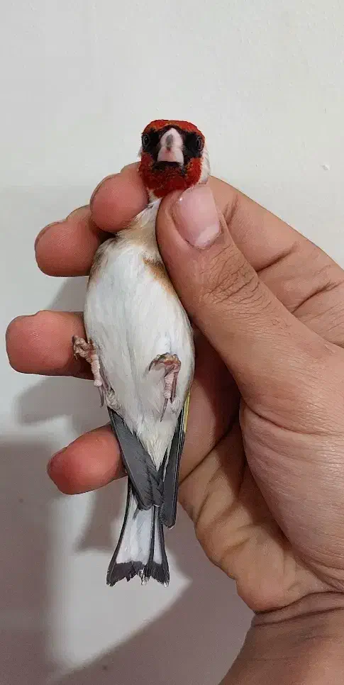 سهره نر|پرنده|تهران, جیحون|دیوار