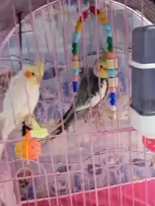 عروس|پرنده|رامشیر, |دیوار