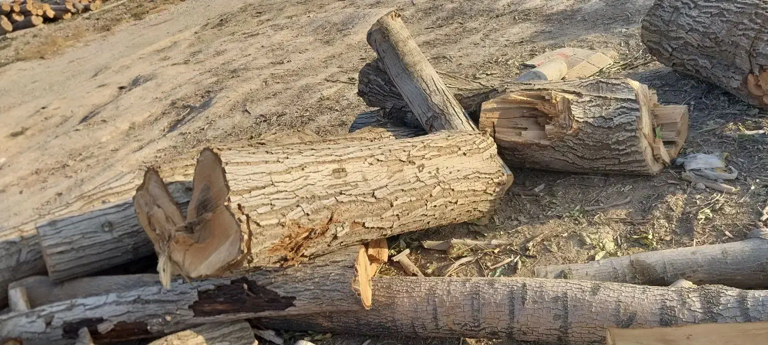 خرید چوب باغات|خدمات باغبانی و درختکاری|چناران, |دیوار