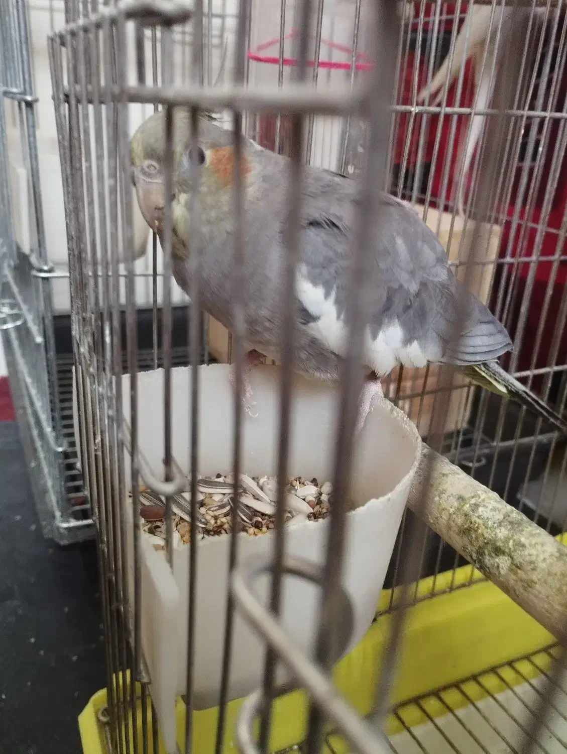 عروس هلندی|پرنده|شیراز, جانبازان|دیوار