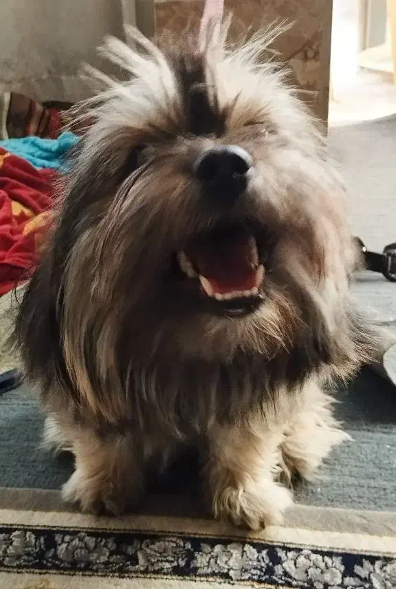 پت پامر شیتزو/۸ماهه/جنسیت نر/معاوضه با توله|سگ|گلستان (تهران), |دیوار