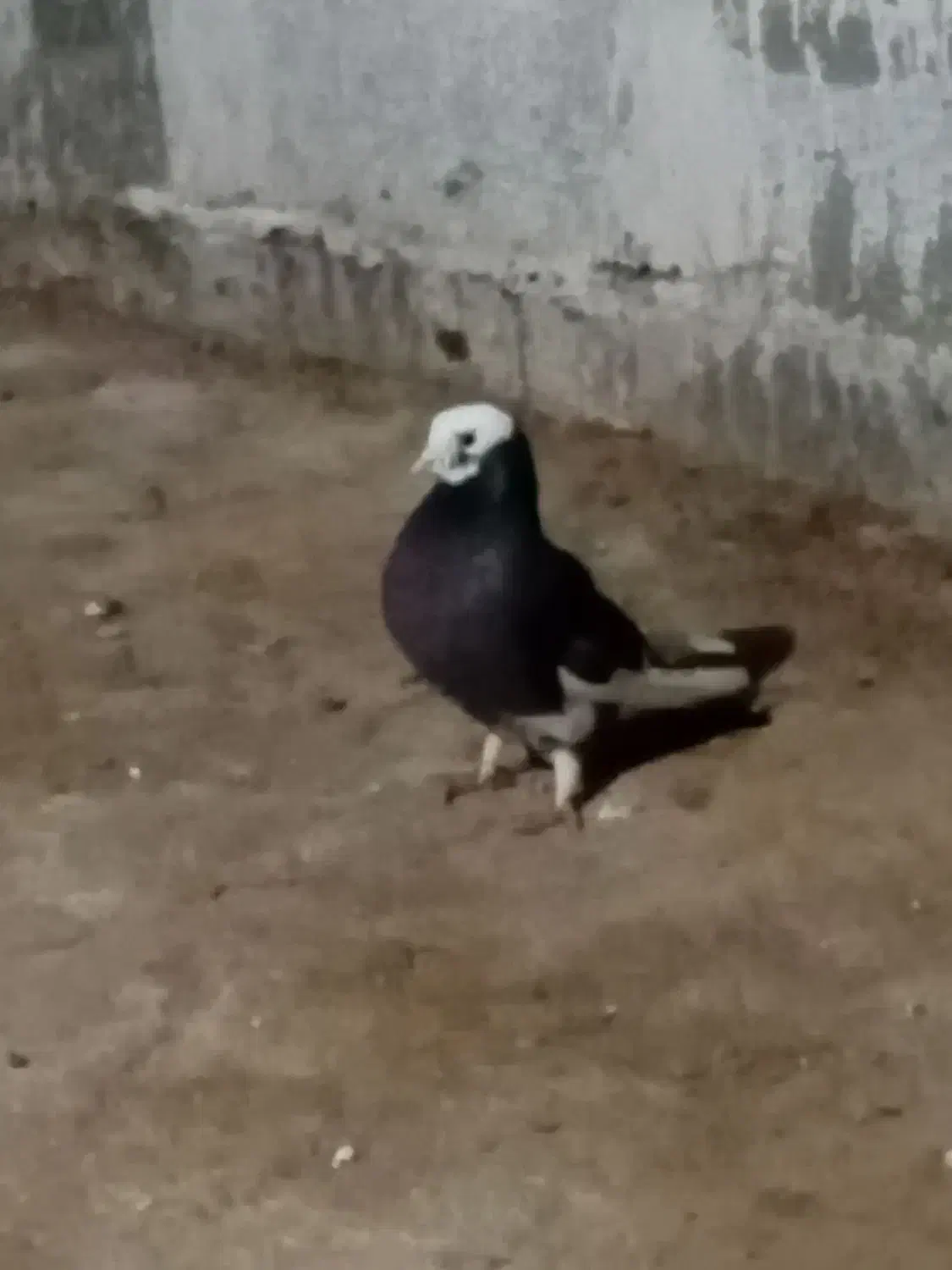 کبوتر|پرنده|گمیشان, |دیوار