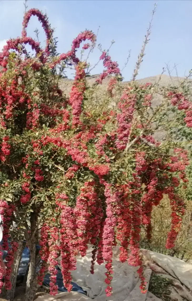 زرشک پفکی|خدمات باغبانی و درختکاری|زهان, |دیوار