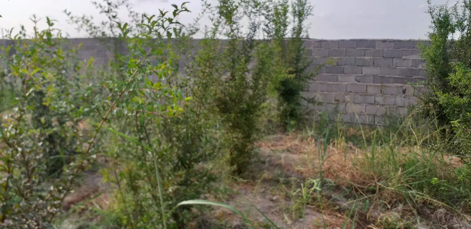 فروش باغ روستای زیبا وسرسبز والش آباد|فروش زمین و ملک کلنگی|گرگان, |دیوار