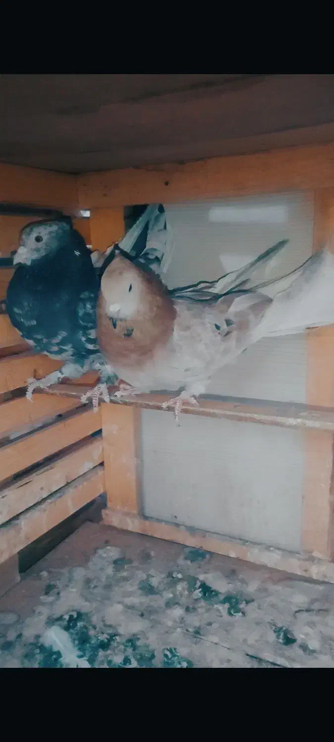 کبوتر پرشی کفتر|پرنده|اسلام‌شهر, شهرک احمدیه|دیوار