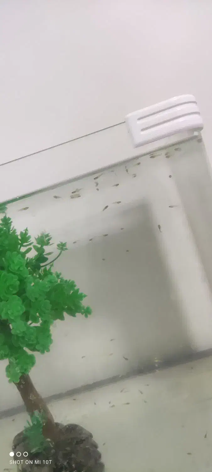 بچه ماهی گوپی دانه ۵تومن|ماهی|شیراز, درکی|دیوار