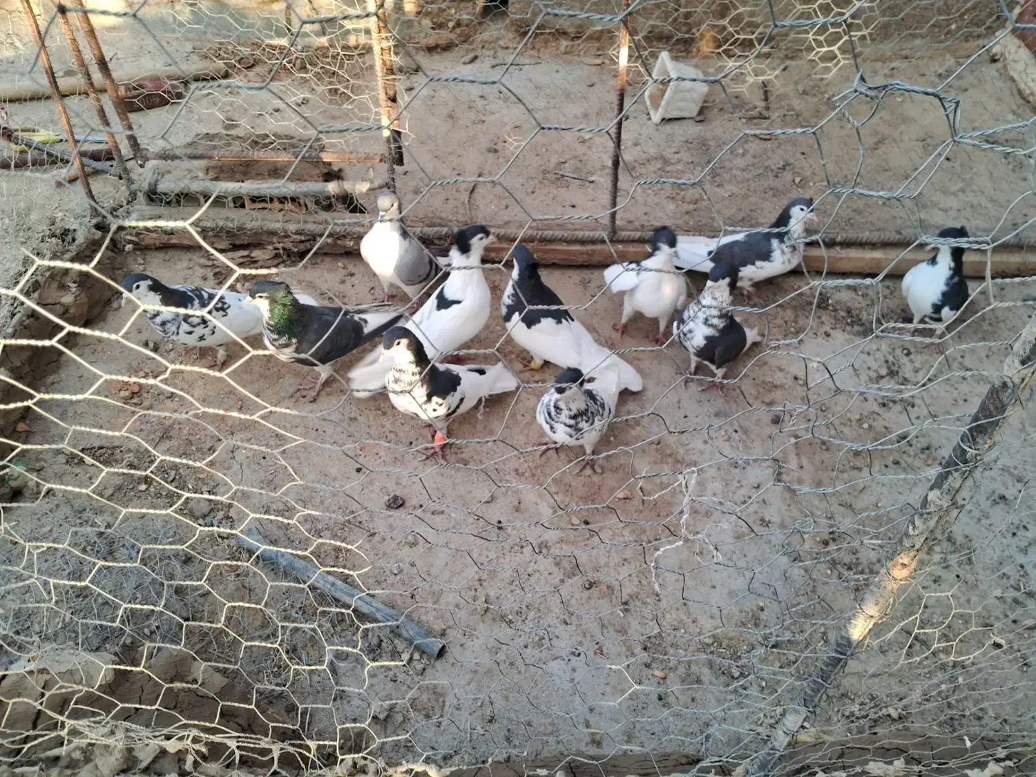 کبوتر|پرنده|زهک, |دیوار