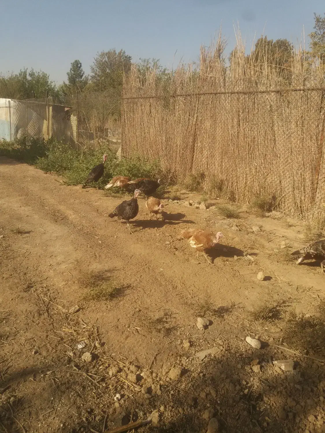 تُخمِ نُطفِه دارِ بوقلمونِ نِژادِ بُرُنز و بوربُن|حیوانات مزرعه|باقرشهر, |دیوار