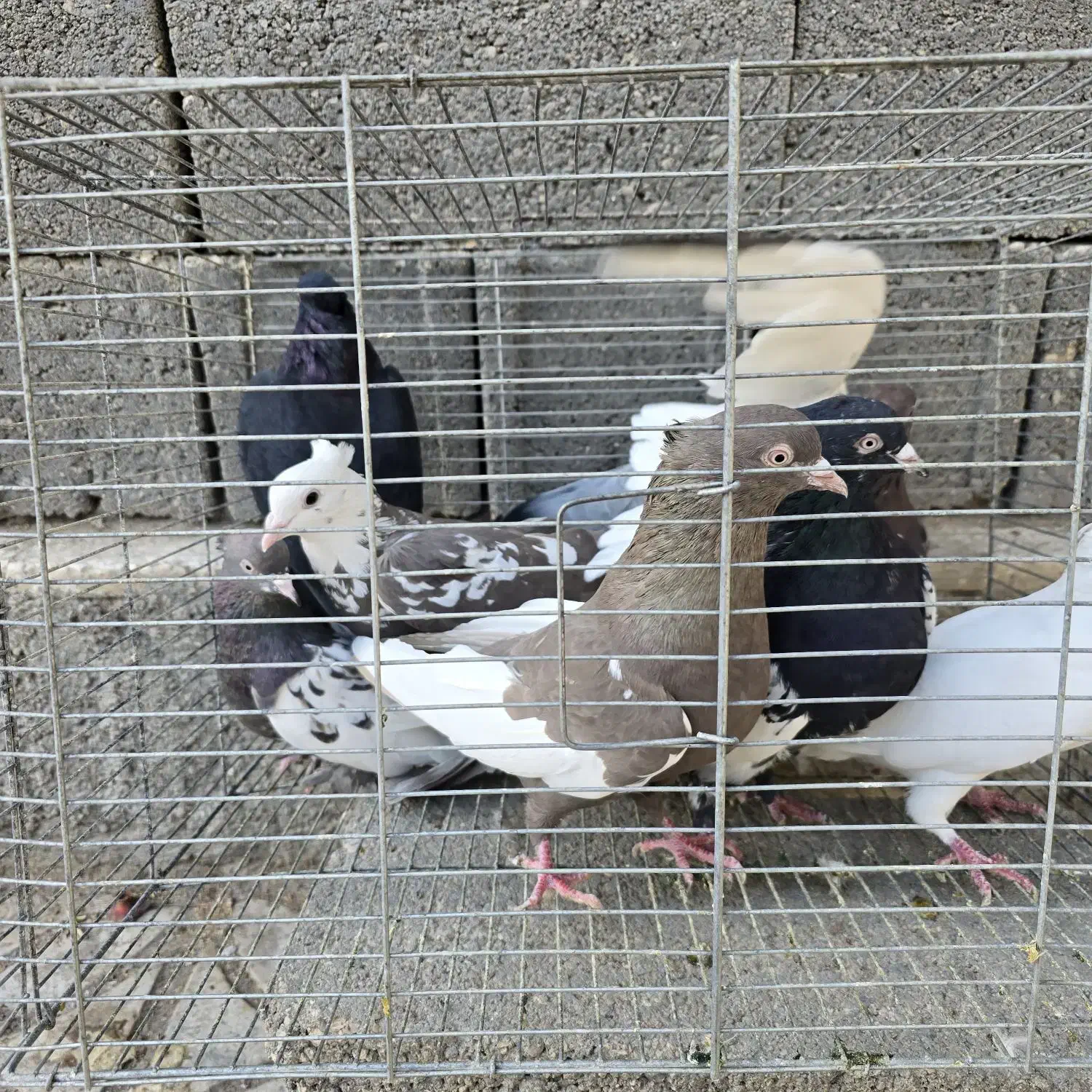 فروش انواع کبوتر|پرنده|بندر کنگان, |دیوار