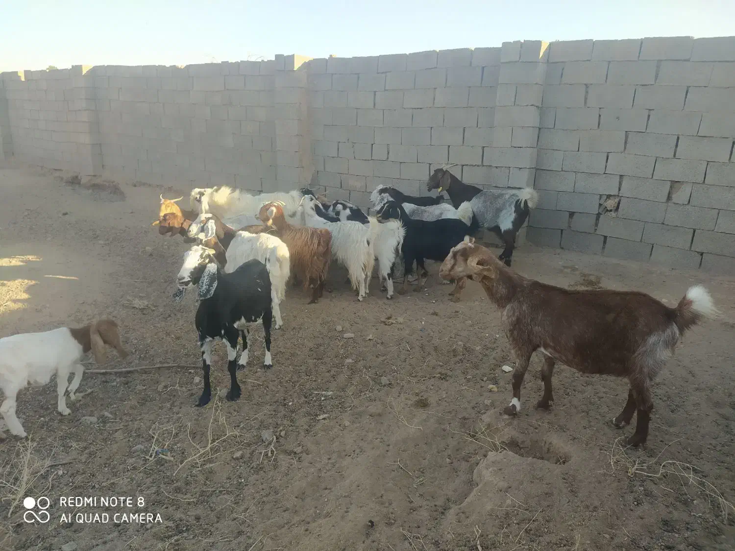 بز و بزقاله|حیوانات مزرعه|قاسم‌آباد (خواف), |دیوار