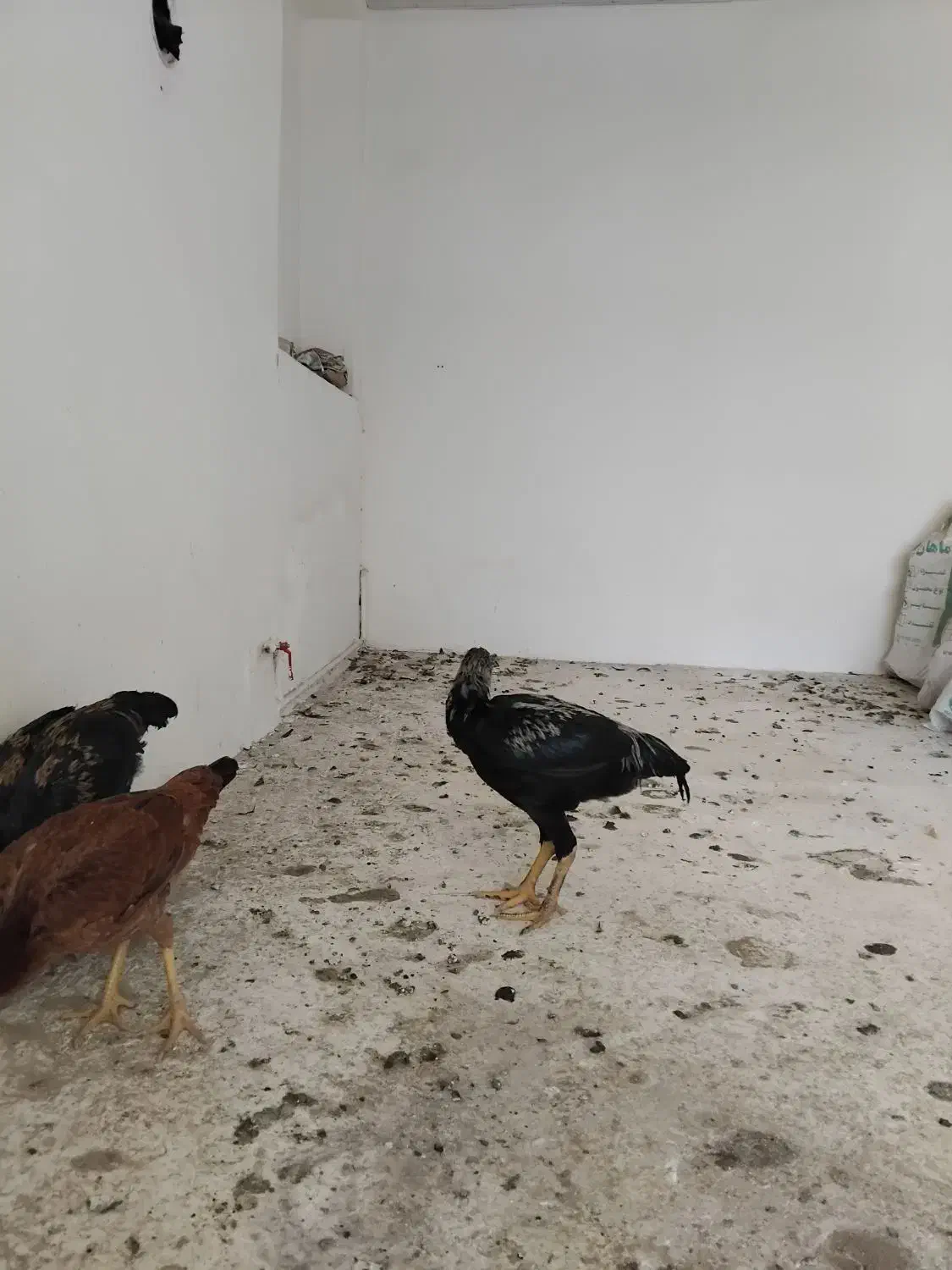 چهارعددلاری بفروش میرسد|حیوانات مزرعه|شبستر, |دیوار