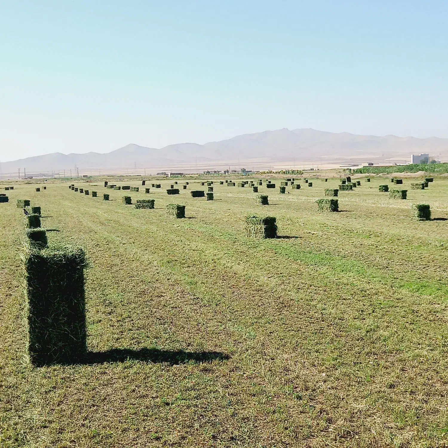 یونجه همدان|حیوانات مزرعه|وحیدیه, |دیوار