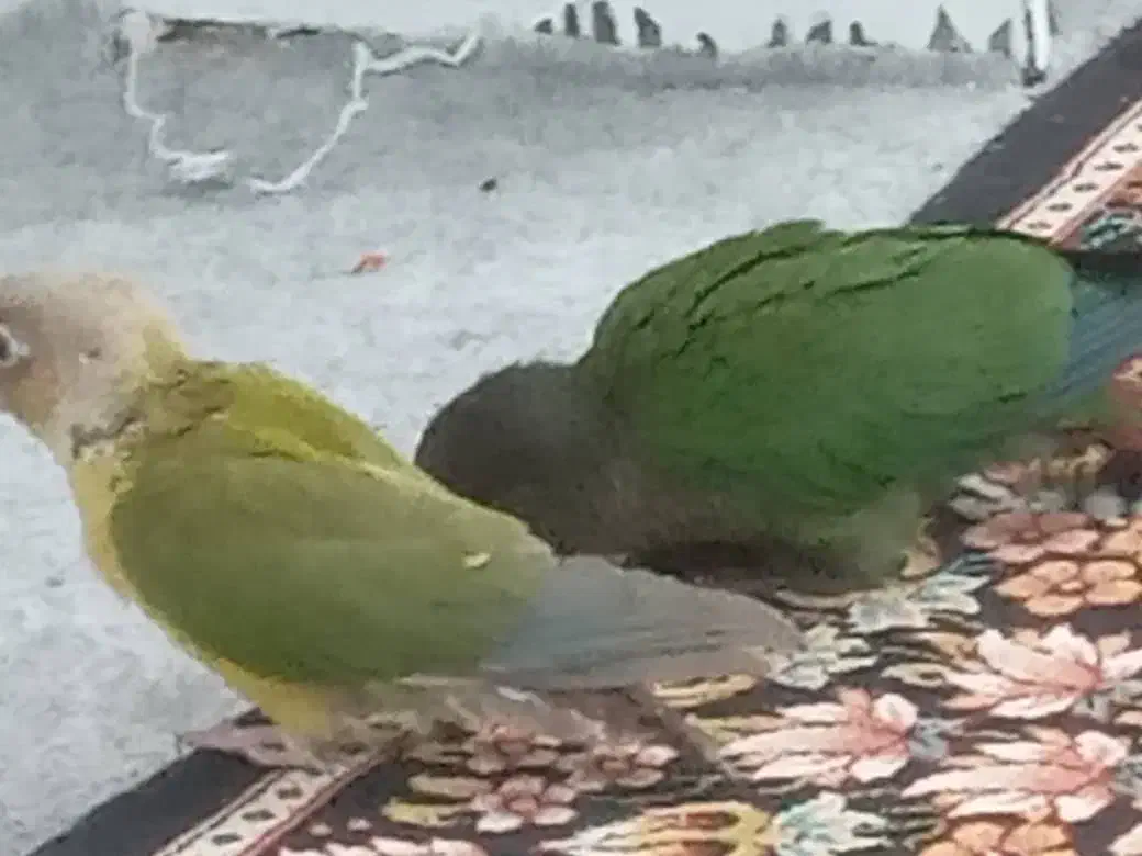 دو عدد طوطی گیرینچیک گم شده است|حیوانات|امیدیه, |دیوار