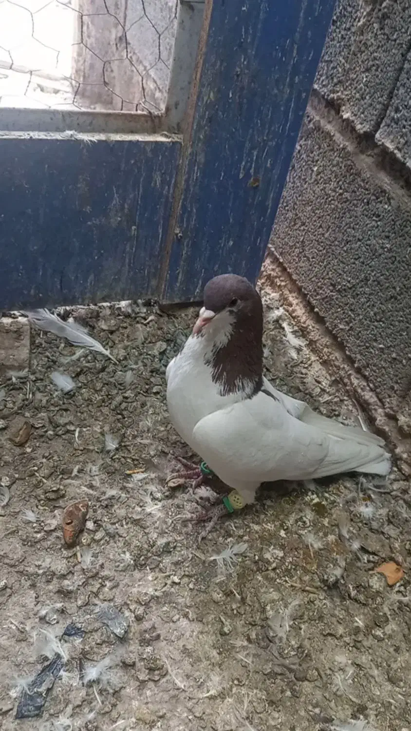 کبوتر رنگی|پرنده|قزوین, |دیوار