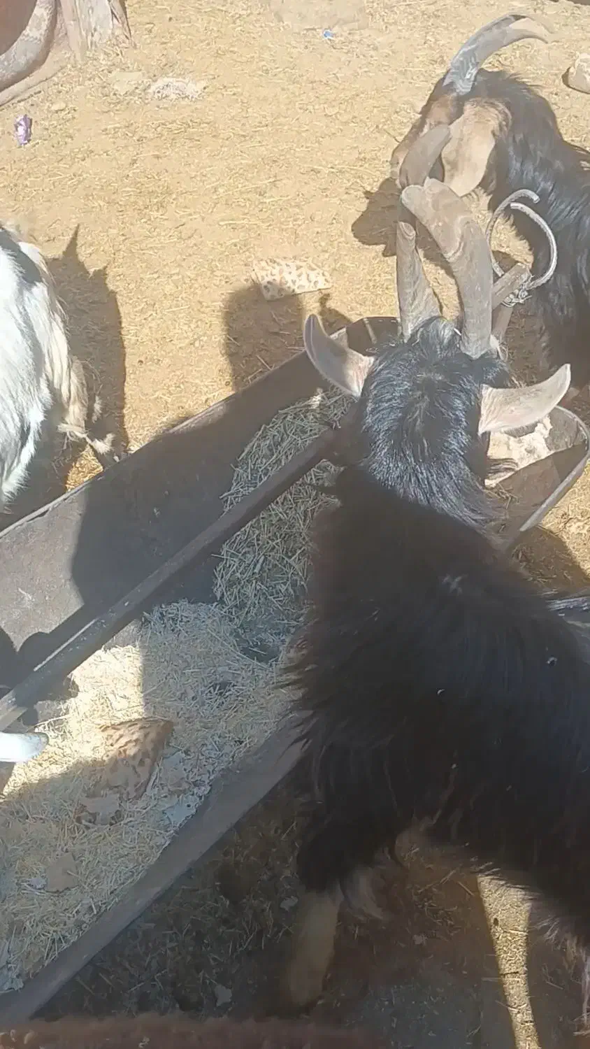 بزغاله|حیوانات مزرعه|فشاپویه, |دیوار