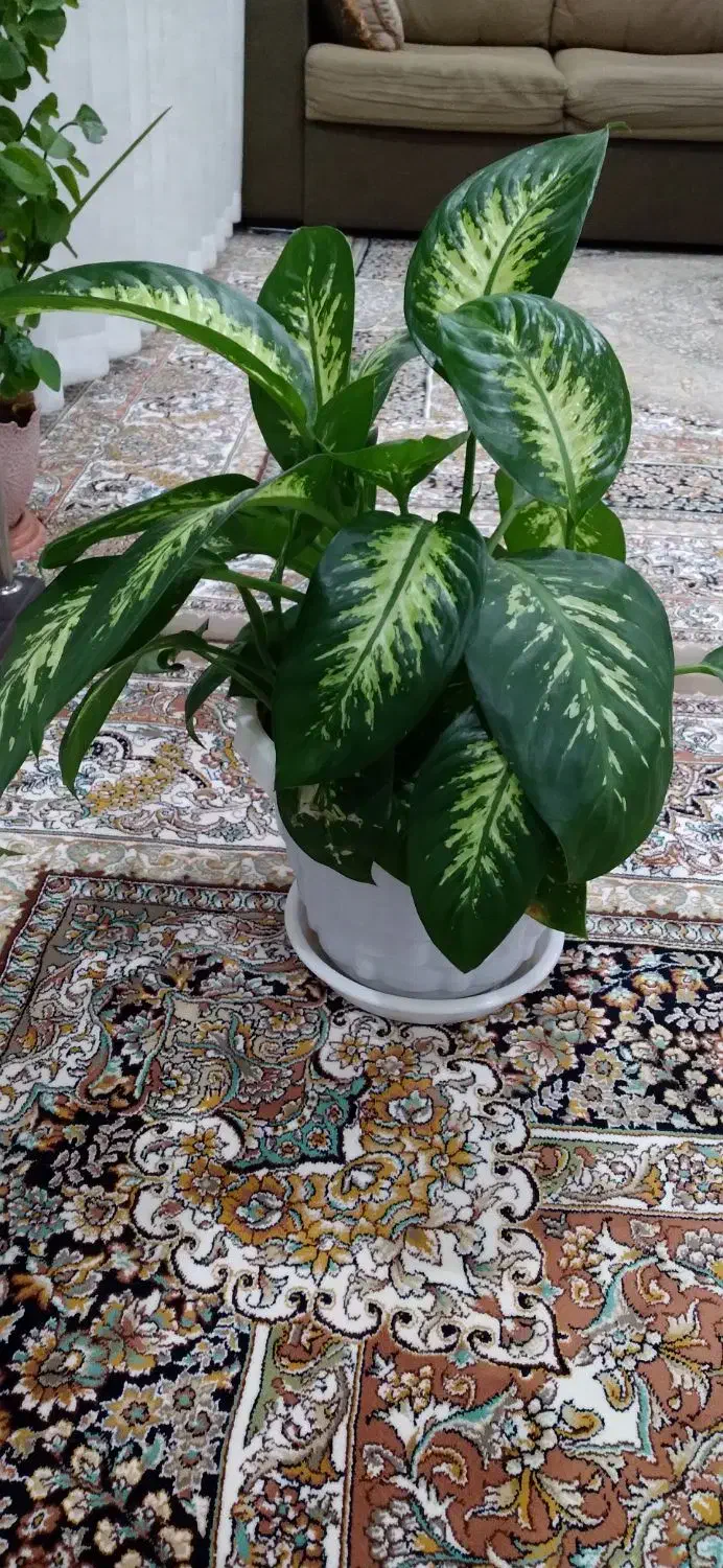 گل دیفن|گل و گیاه طبیعی|بانه, |دیوار