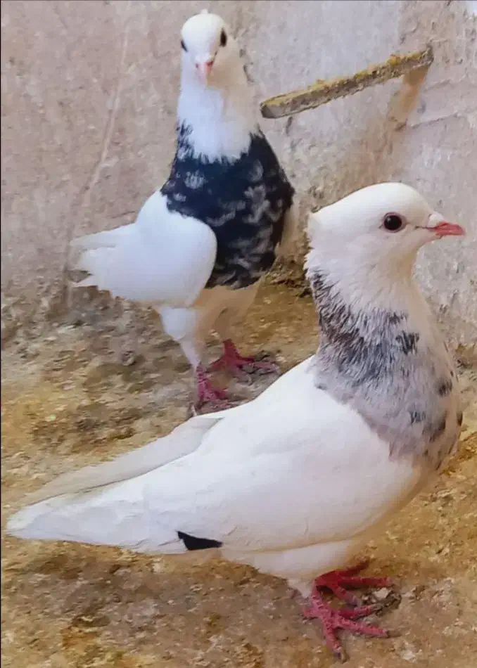 طوقی هفرنگ|پرنده|اسفراین, |دیوار