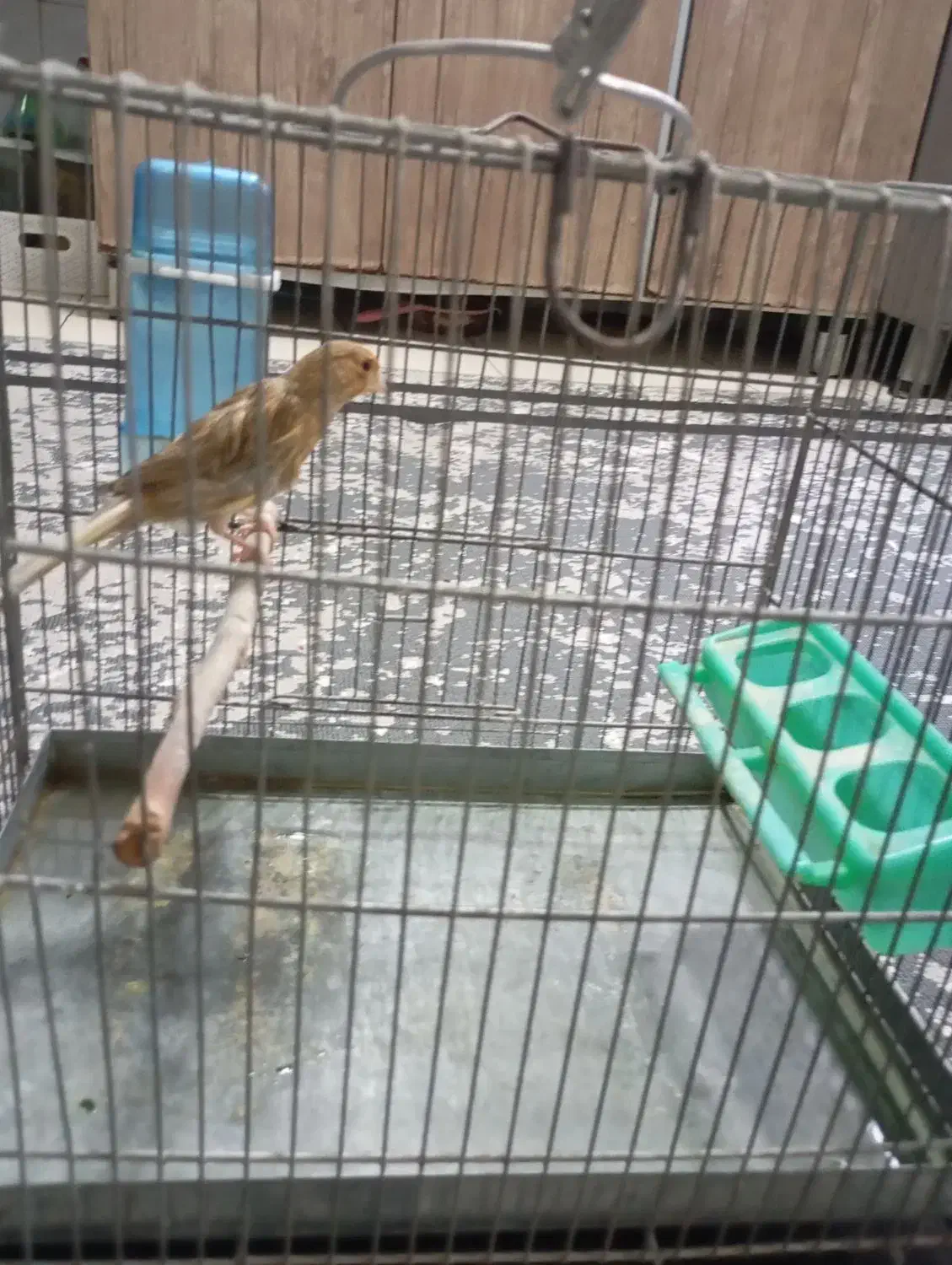 قناری ماده|پرنده|ری, تقی آباد|دیوار