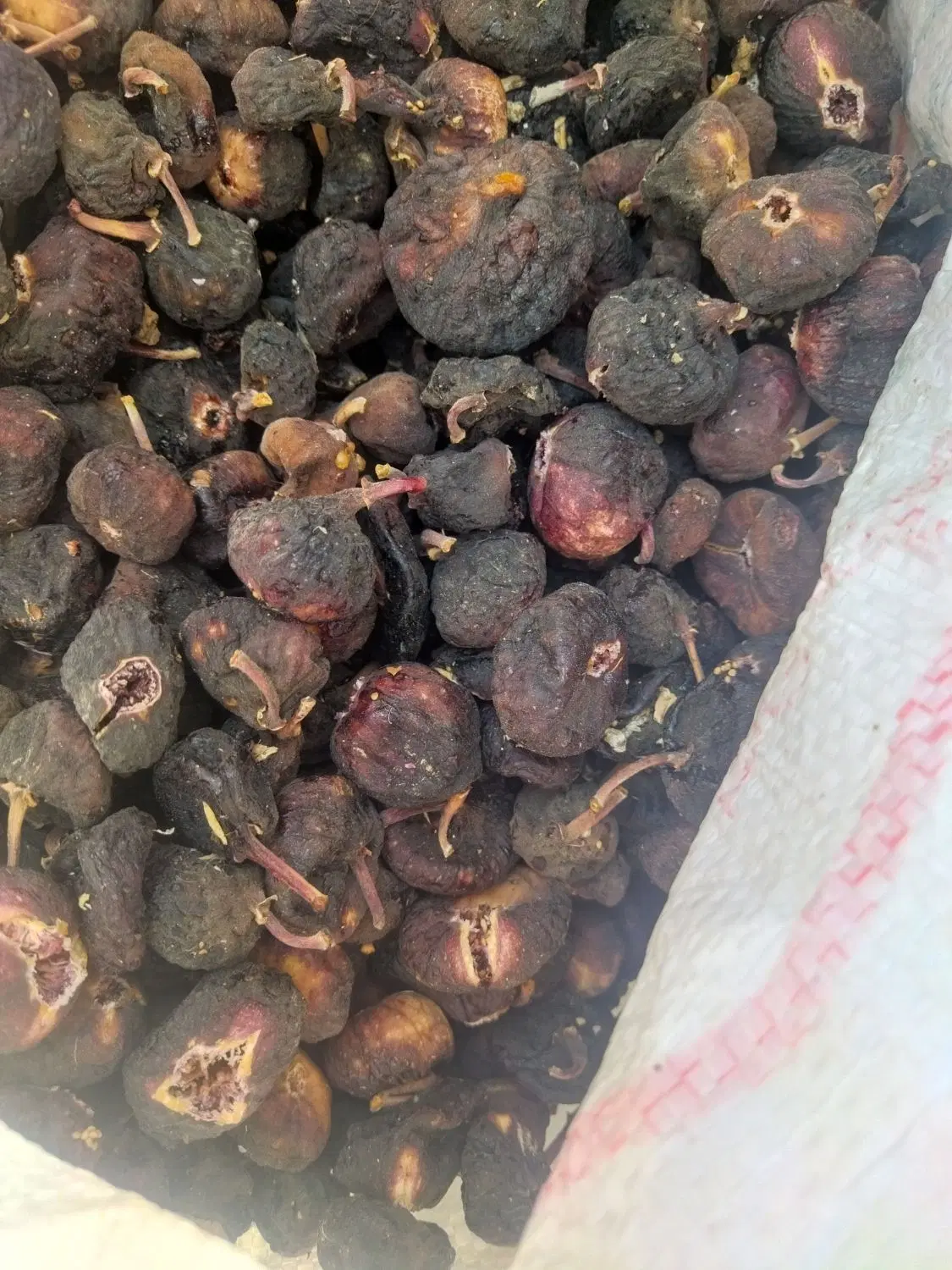 انجیر|خوردنی و آشامیدنی|شیراز, شیخ روزبهان|دیوار