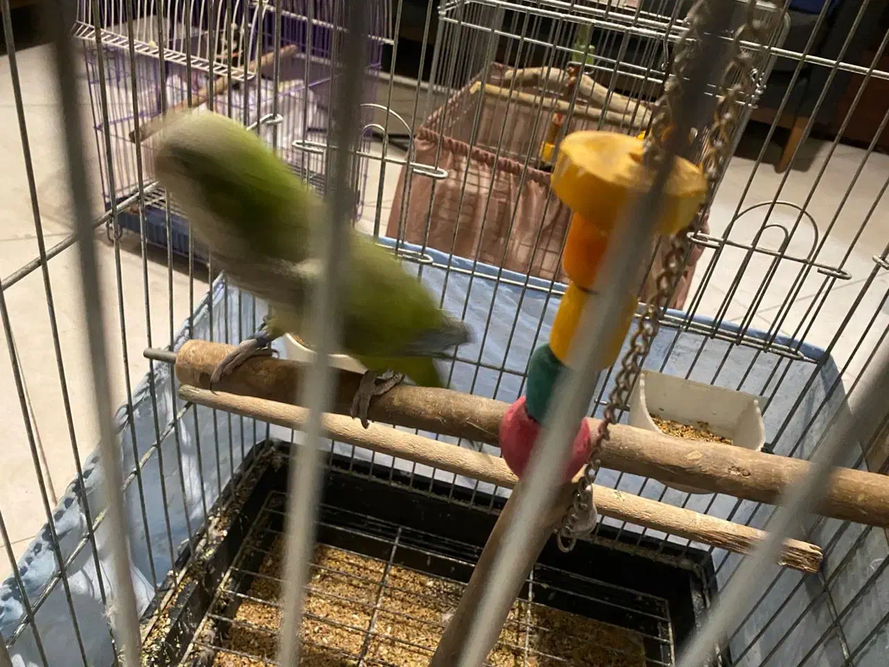 طوطی راهب نر ۱۴ ماهه سالم و رقاص|پرنده|تهران, سازمان برنامه جنوبی|دیوار