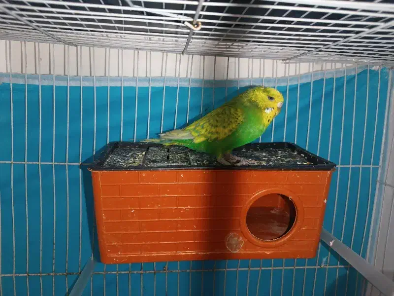 مرغ عشق|پرنده|مشهد, بهمن|دیوار