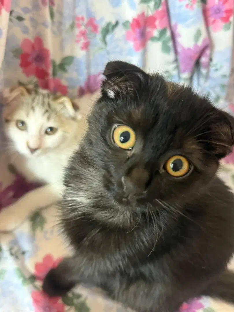 گربه اسکاتیش دی اس اچ|گربه|زنجان, |دیوار