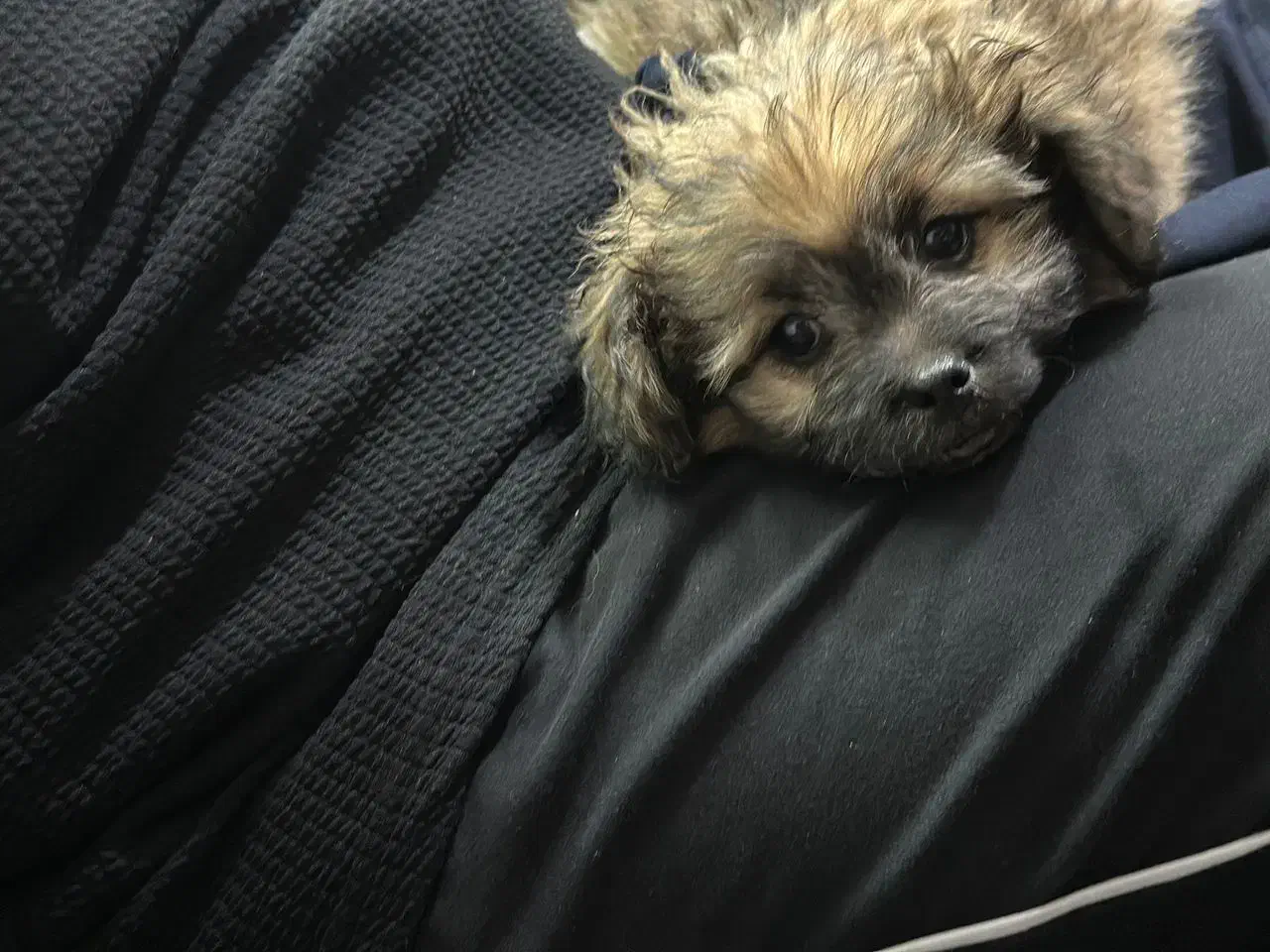 توله سگ شیتزو|سگ|شیراز, فرگاز|دیوار