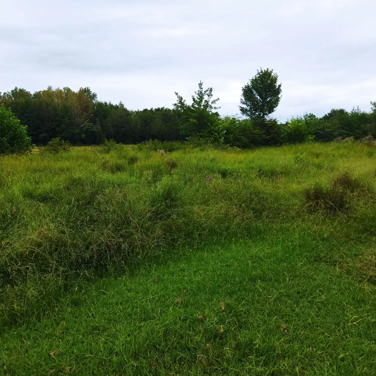 فروش یک قطعه زمین جاده انزلی|فروش زمین و ملک کلنگی|رشت, پیله داربن|دیوار