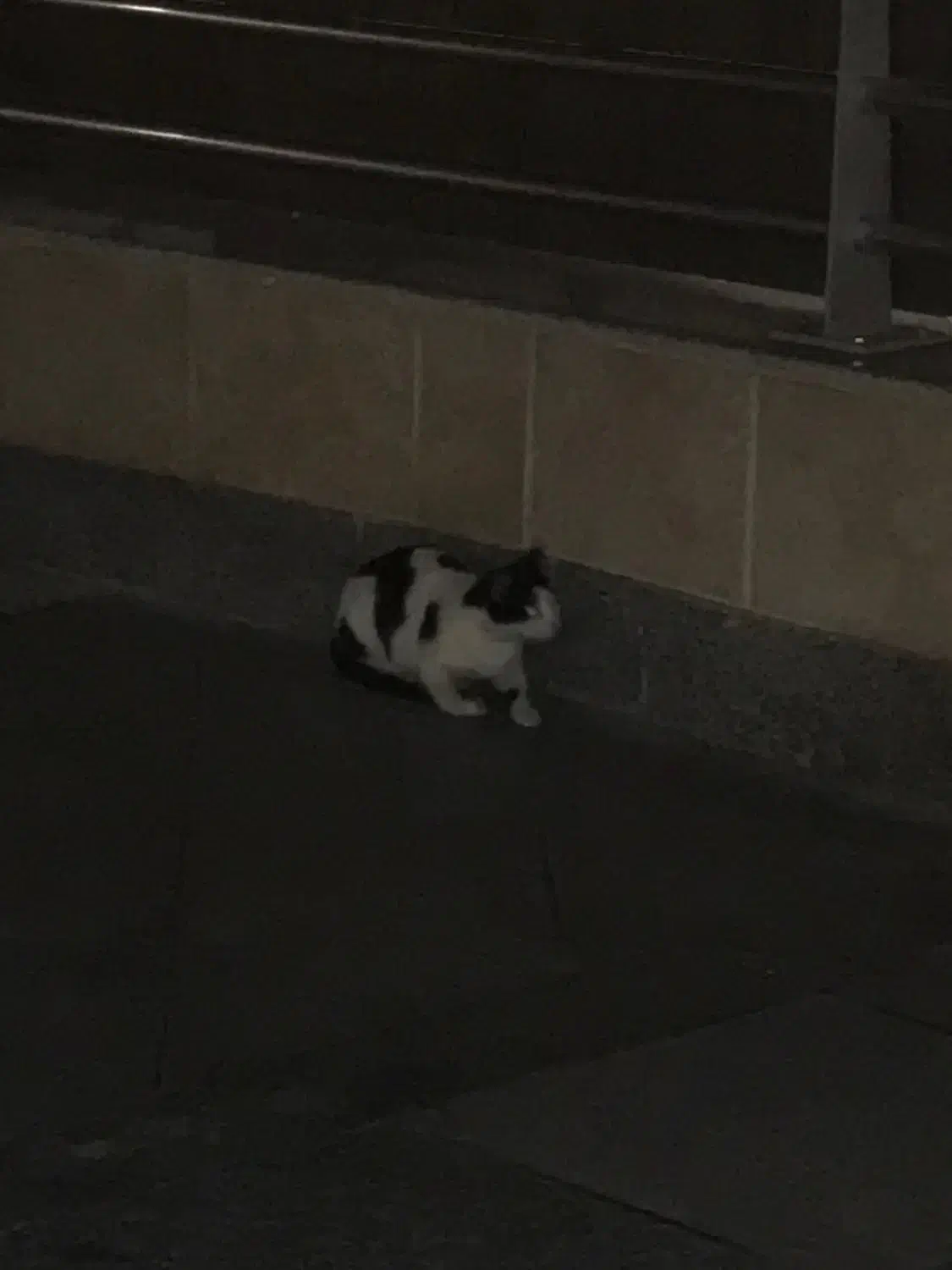 گربه|گربه|مشهد, بهشت|دیوار