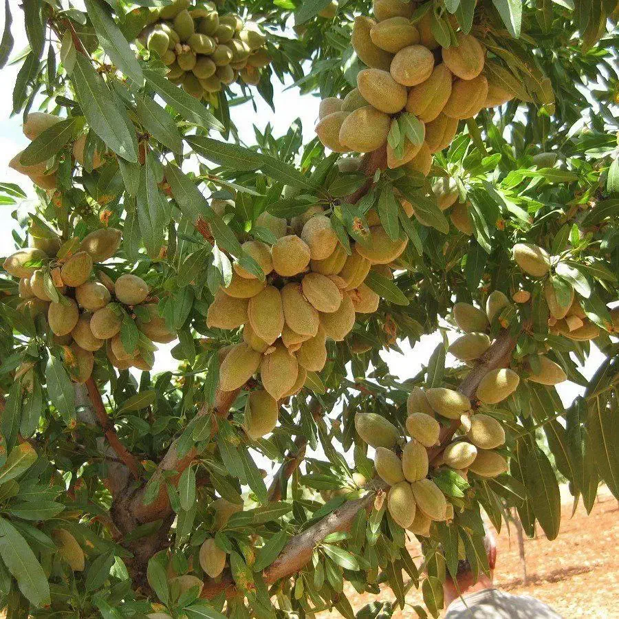 نهالستان گردو و بادام های دیرگل و پربار پالیز|خدمات باغبانی و درختکاری|قم, آرامستان بهشت معصومه|دیوار