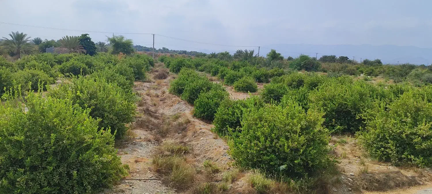 باغ مخصوص ویلا|فروش خانه و ویلا|رودان, |دیوار