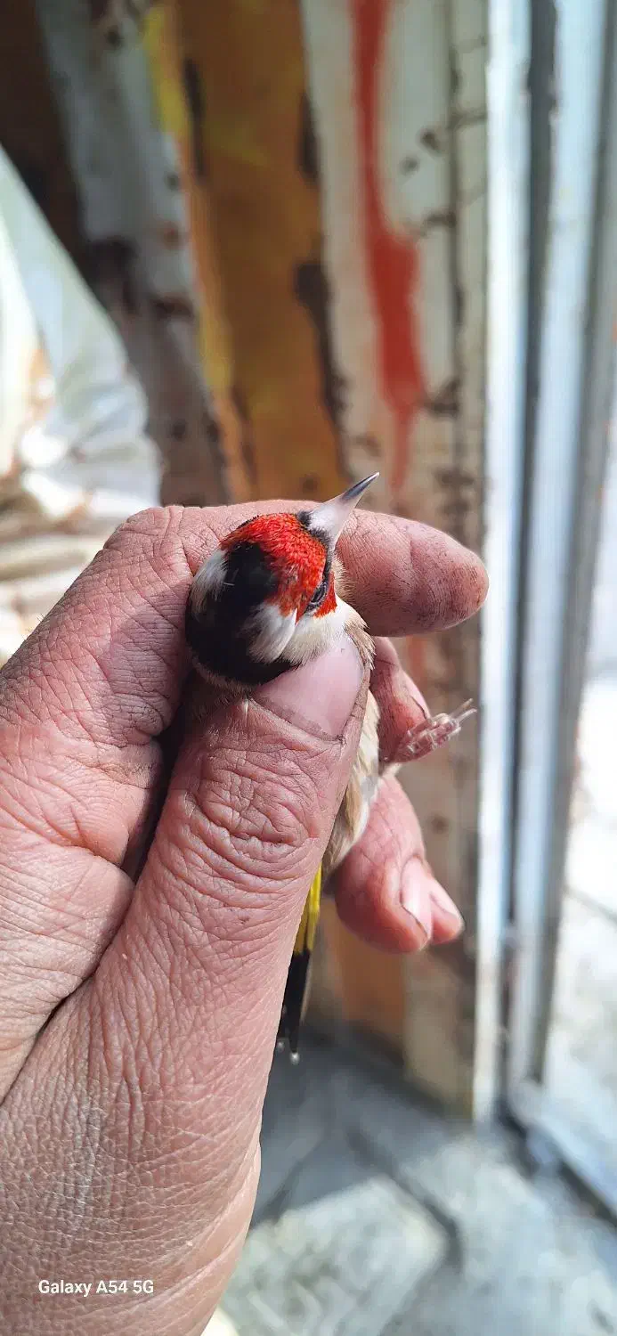 سهر قفس|پرنده|بروجرد, |دیوار