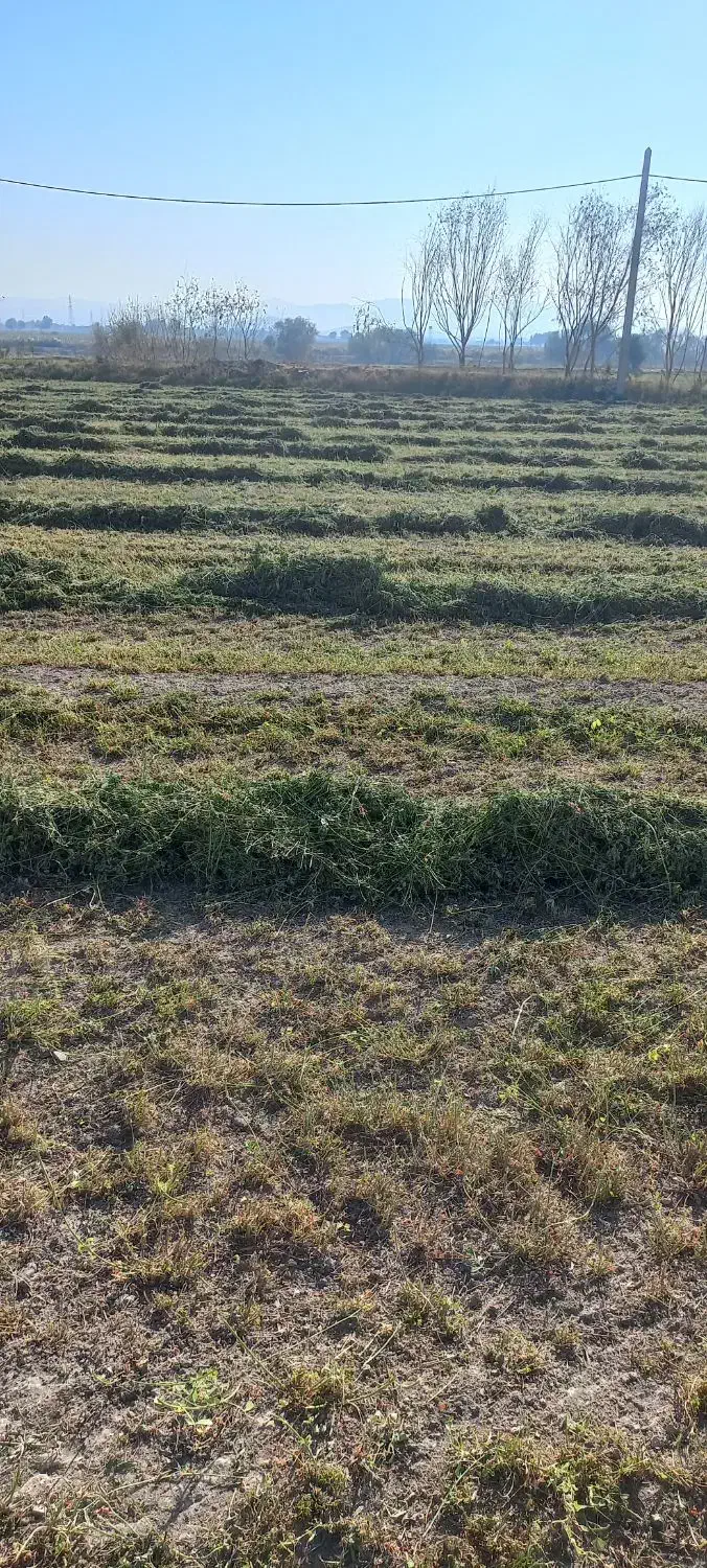 کاه یونجه درجه یک بیشتر گل هست|لوازم جانبی حیوانات|بروجرد, |دیوار