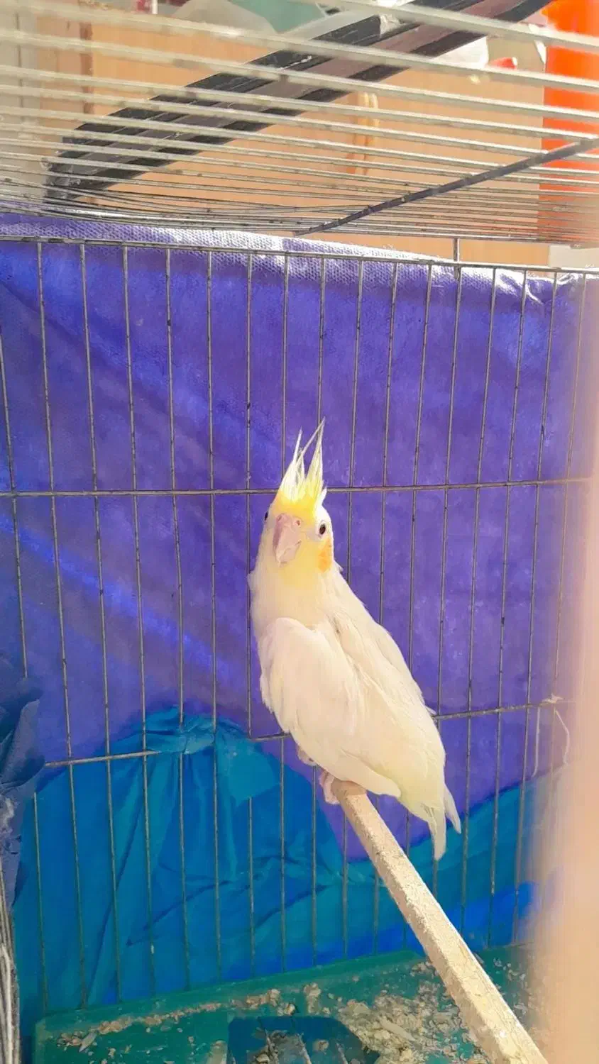 مفت عروس معامله ای|پرنده|بیرجند, |دیوار