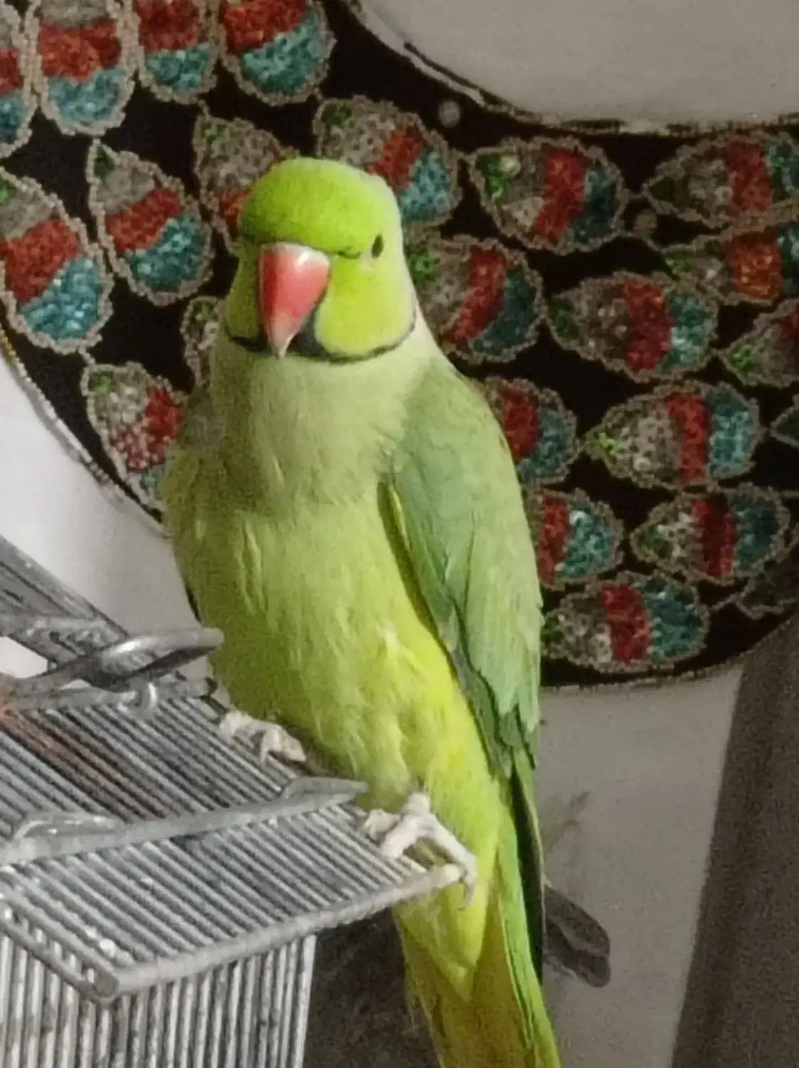 طوطی ملنگو نر سالم|پرنده|رشت, حومه رشت|دیوار