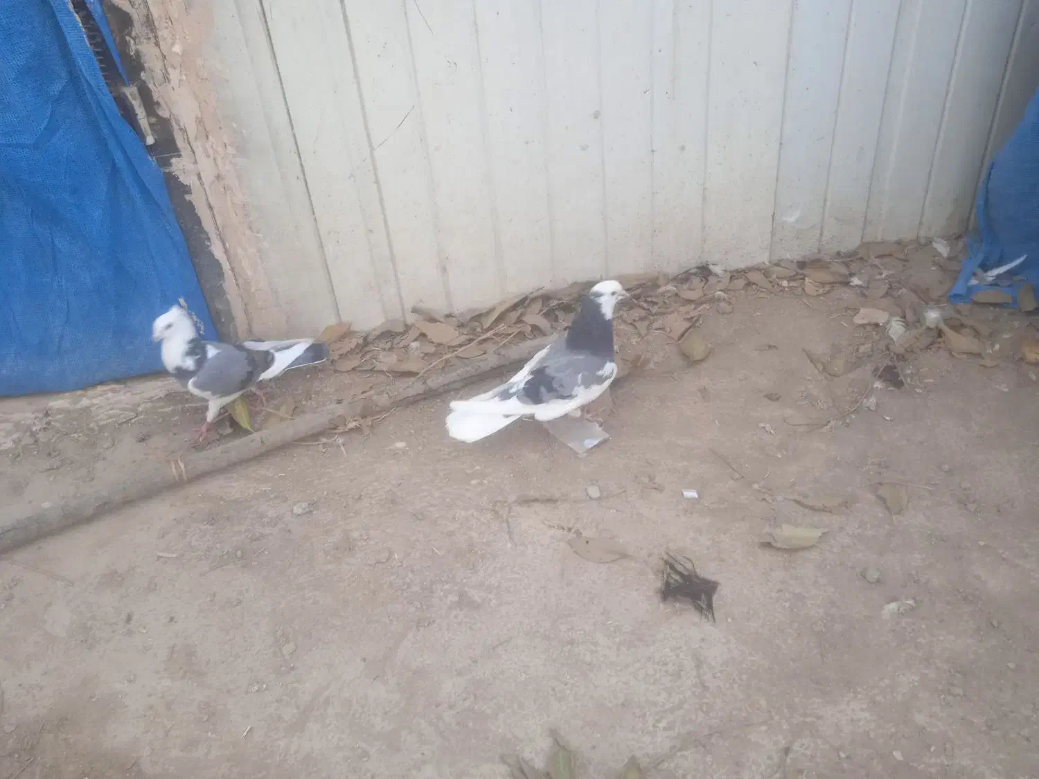 کفتر پرشی به شرط|پرنده|شریفآباد, |دیوار