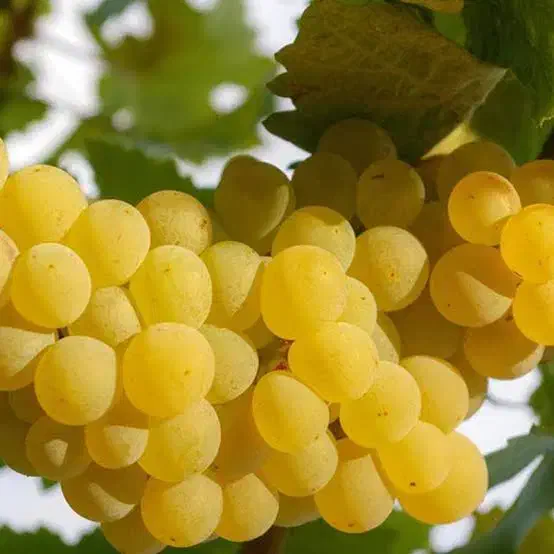 نهال انگور|گل و گیاه طبیعی|گیلان غرب, |دیوار