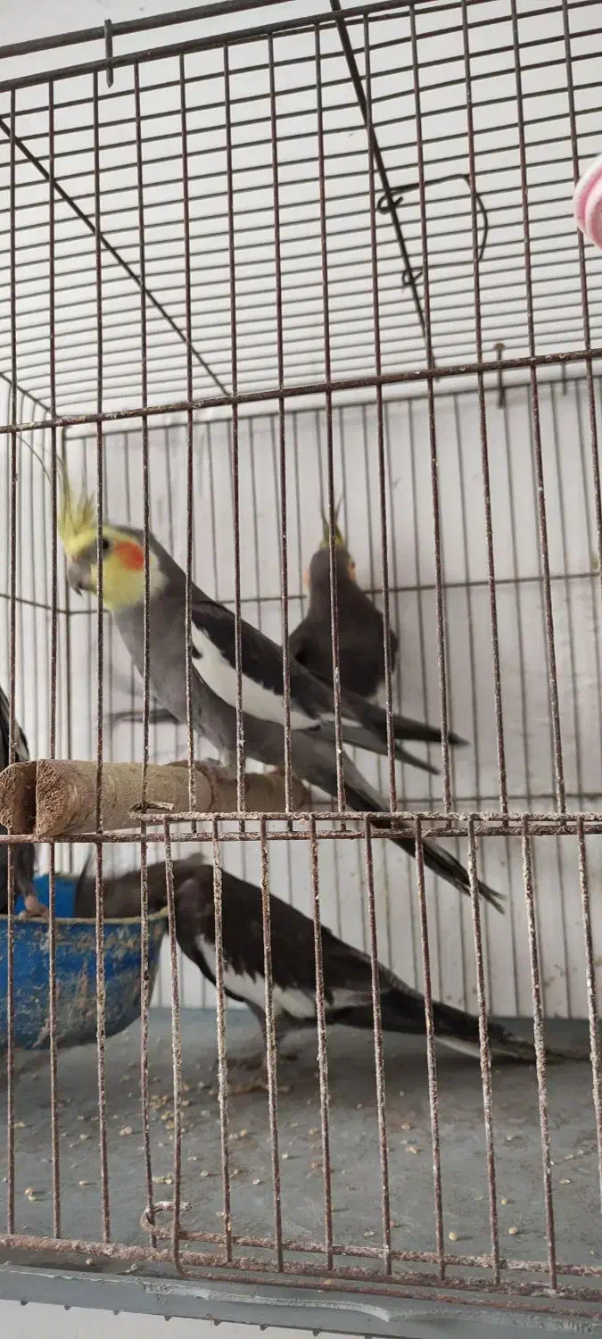 طوطی عروس هلندی|پرنده|رشت, کوی فکوری|دیوار