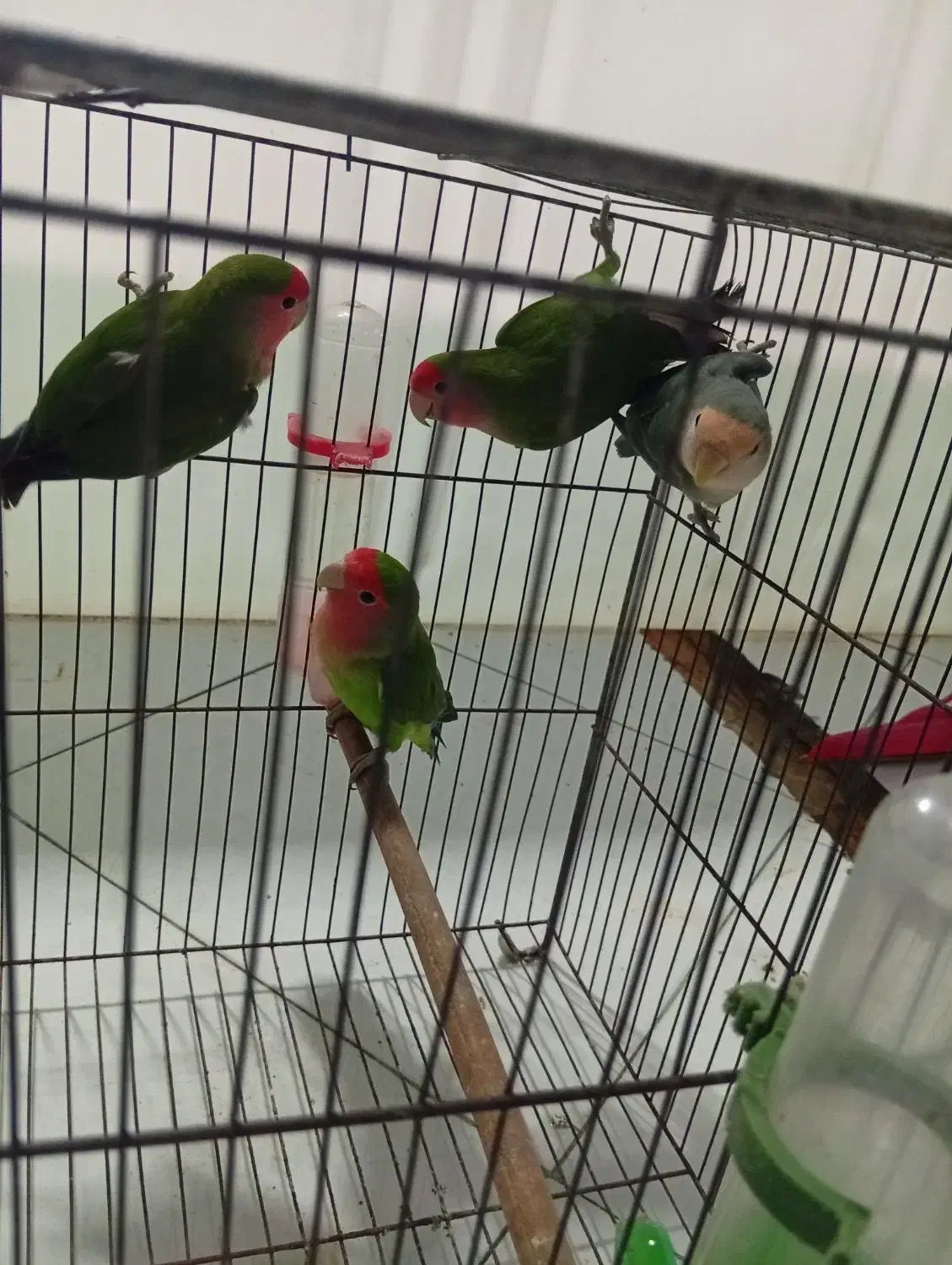 طوطی برزیلی|پرنده|ملارد, |دیوار