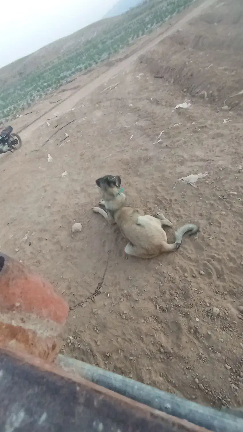 10000|سگ|ماهنشان, |دیوار