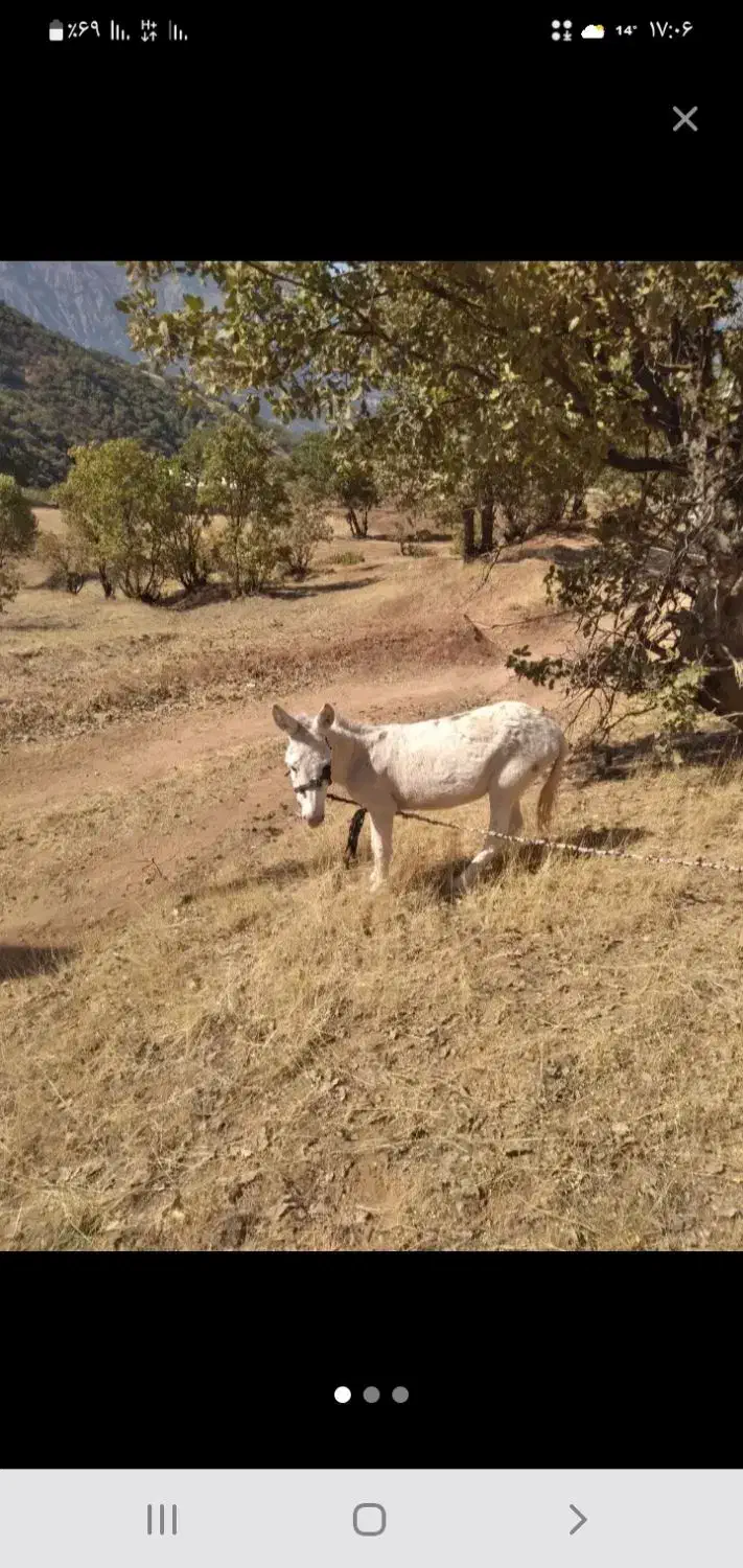 خر دوسال نر هست برناموس کسی۰که الکی زنگ بزنه|حیوانات مزرعه|پاپی, |دیوار