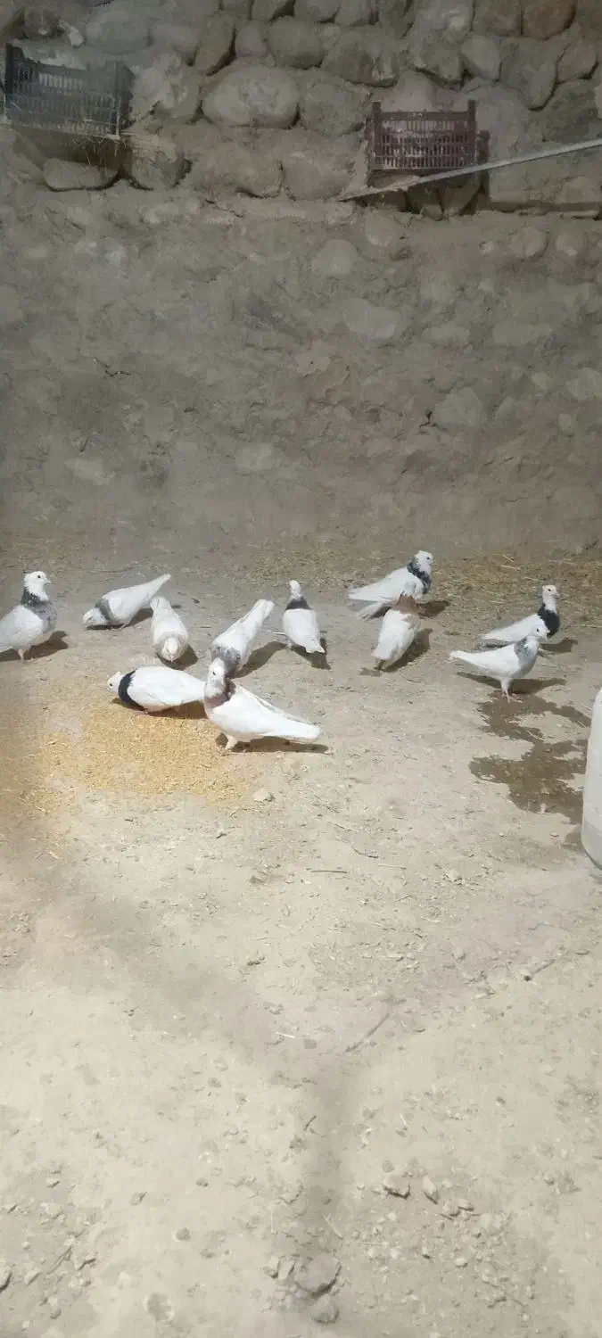 کبوتر طوقی|پرنده|بستان آباد, |دیوار